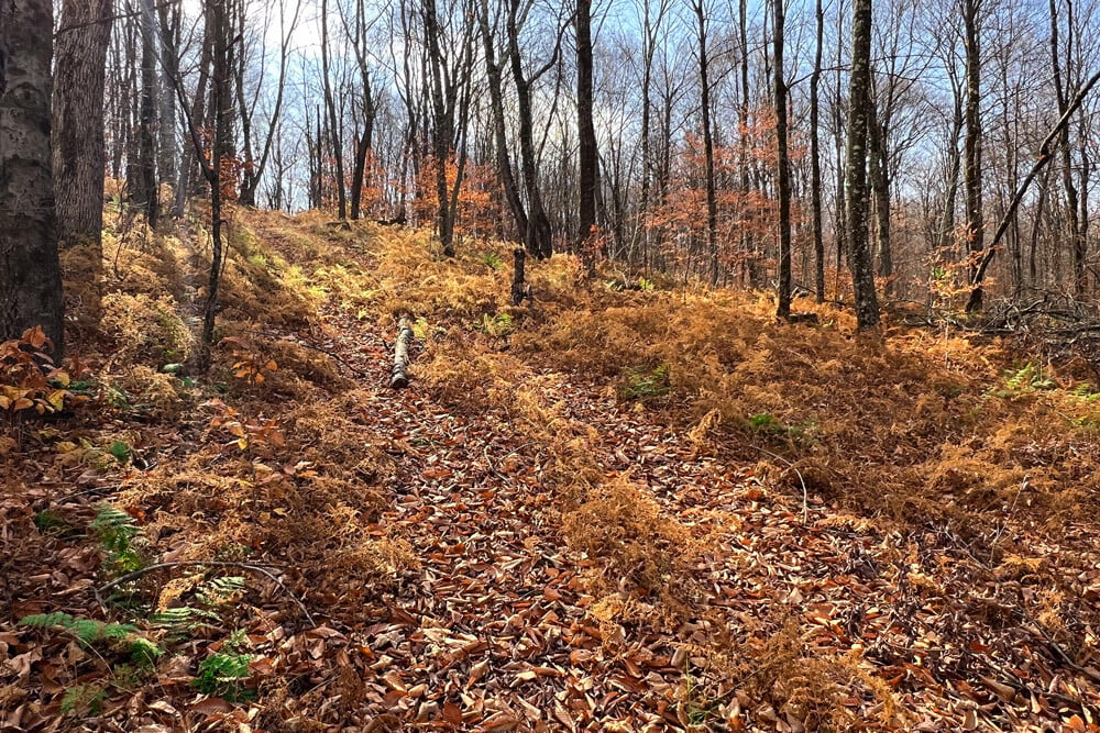 464 Curtis Lane Trails on 6 Acres