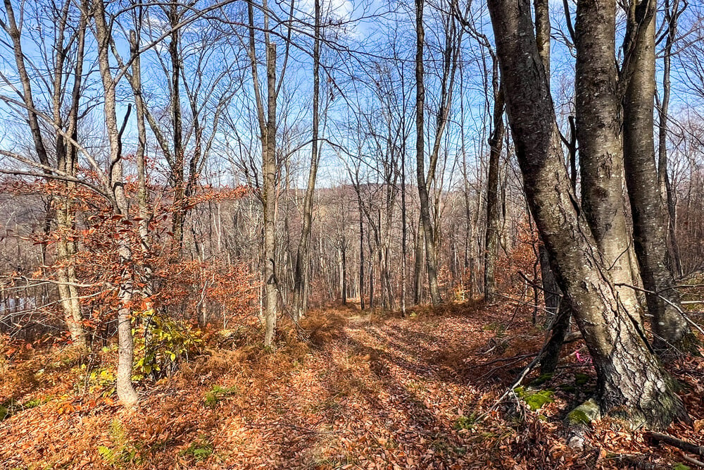 464 Curtis Lane Trails on 6 Acres